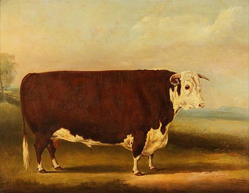 Hereford Bull ‘Walford', 1859, William Henry Davis