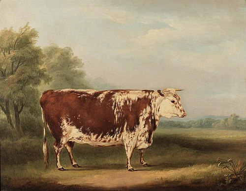 Hereford Cow, 1851, William Henry Davis