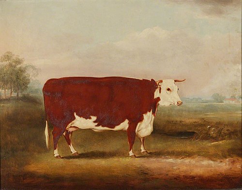 Hereford Cow, 1857, William Henry Davis