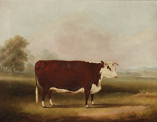 Hereford Cow, 1857, William Henry Davis