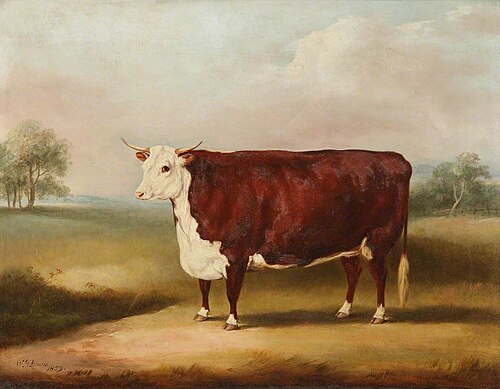 Hereford Cow, 1859, William Henry Davis