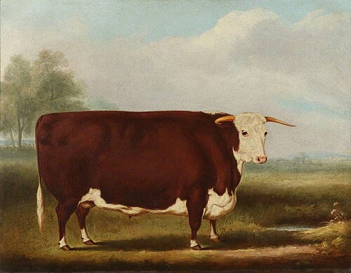 Hereford Bull, 1853, William Henry Davis
