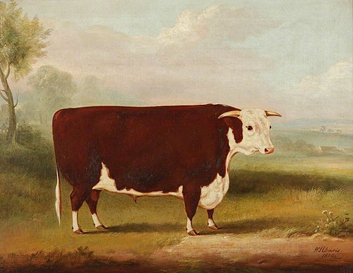 Hereford Bull, 1856, William Henry Davis
