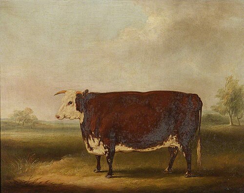 Hereford Cow, 1852, William Henry Davis