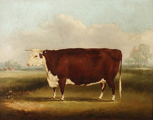 Hereford Cow, 1852, William Henry Davis