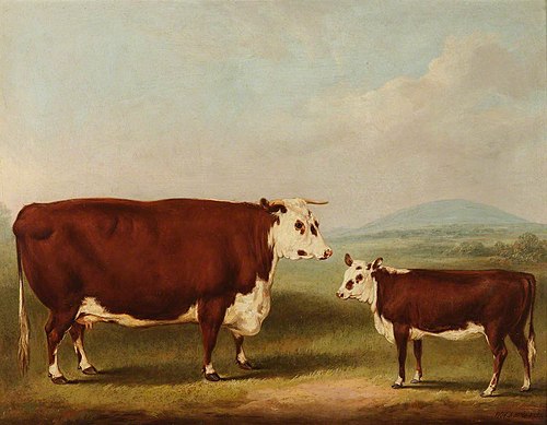 Prize Cow and Calf, 1856, William Henry Davis