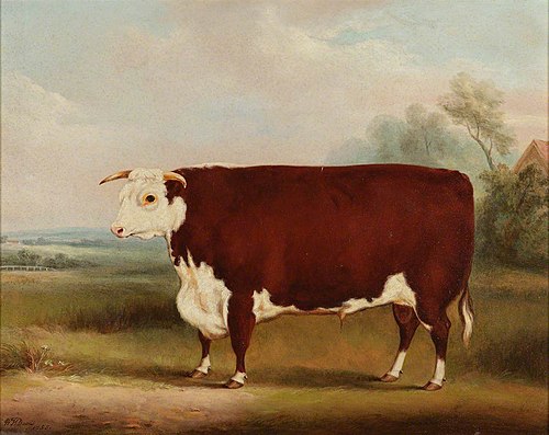 Prize Bull, 1855, William Henry Davis