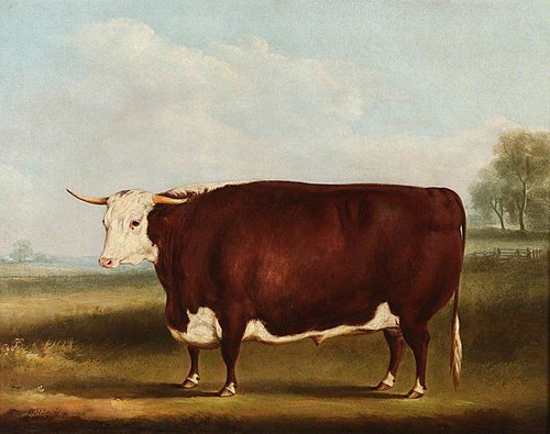 Prize Bull, 1853, William Henry Davis
