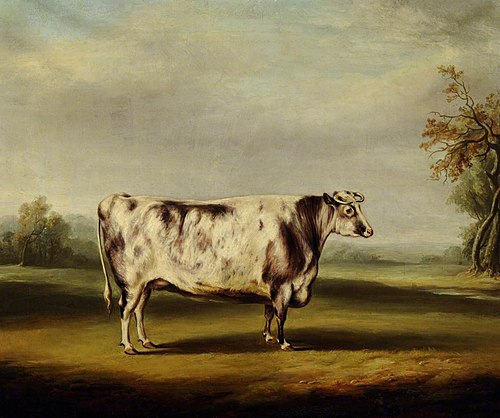 A Grey Shorthorn Cow, 1831, William Henry Davis
