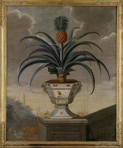 Ananas i kruka, 1729, David von Cöln