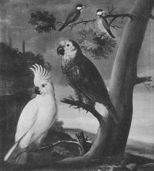 Papegojor och andra fåglar, 1733, David von Cöln