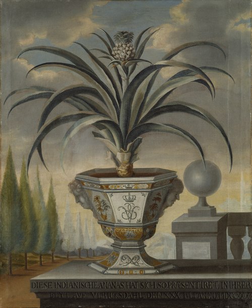 10 / 5000 Översättningsresultat Pineapple plant, 1729, David von Cöln