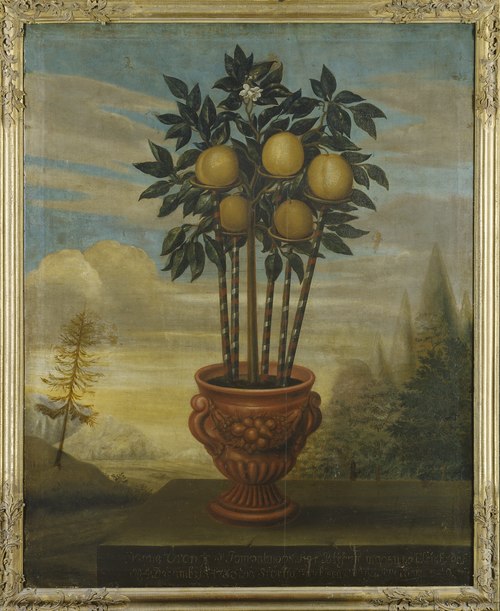 Orange tree in an urn, 1733, David von Cöln