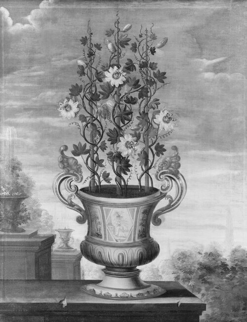 Slingerväxt i kruka, , David von Cöln
