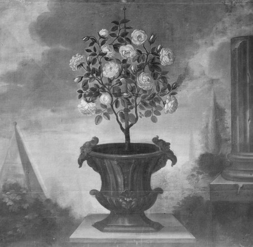 Rosenträd i en kruka, , David von Cöln