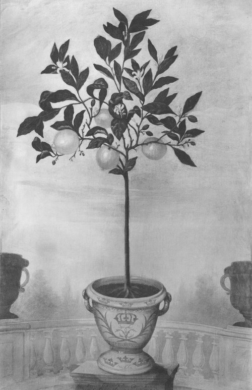 Citronträd i kruka, , David von Cöln