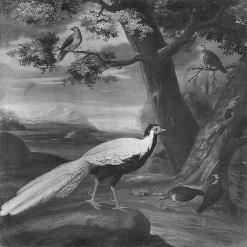 Fasan och fyra duvor, , David von Cöln