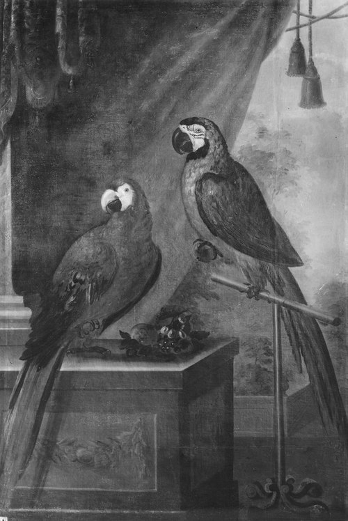 Två papegojor, 1730, David von Cöln