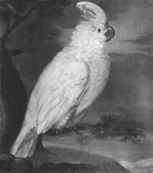 Vit papegoja kakadua, 1733, David von Cöln