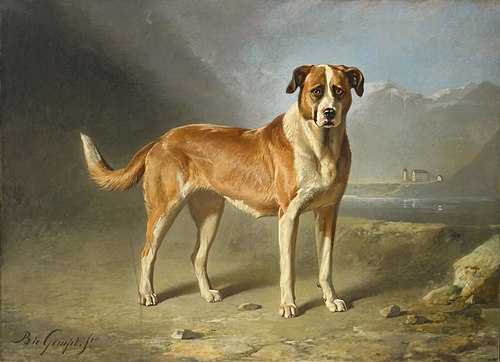 Chien Saint-bernard, 1850, Bernard te Gempt