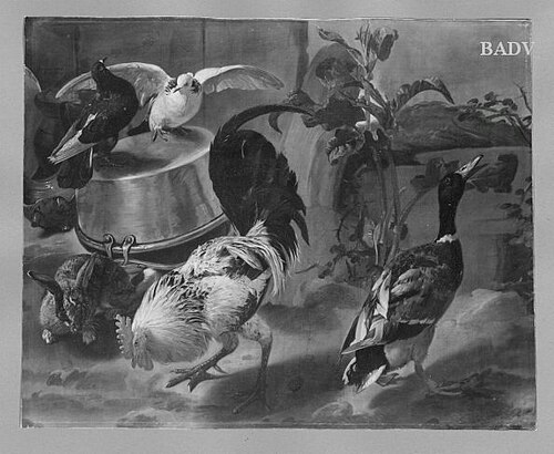 birds, 1670, Jacomo Victors