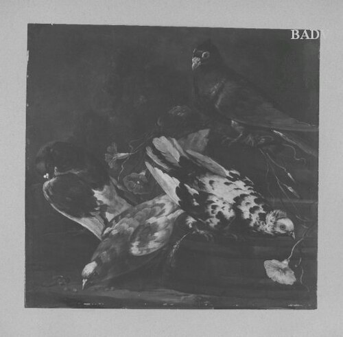 4 Pigeons (Tauben), 1665, Jacomo Victors