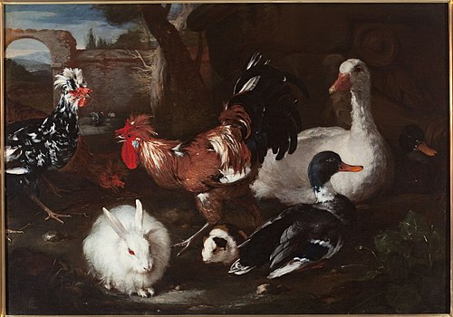 Volaille avec un lapin et un cochon d'Inde., 1675, Jacomo Victors