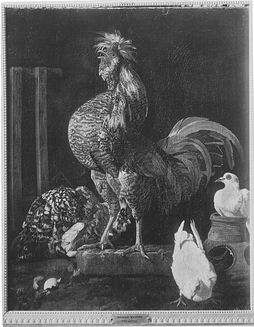 Rooster, Hen and Pigeons, 1672, Jacomo Victors