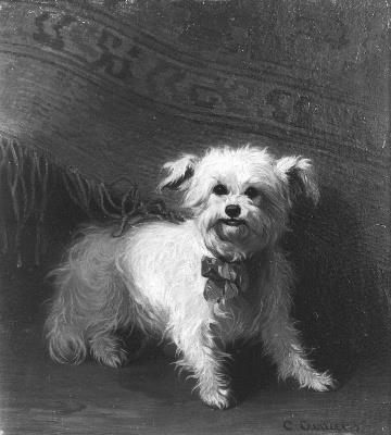 Witte hond, 1869, Conradijn Cunaeus