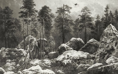 Study of a Forest at Hogdal, , August Winqvist