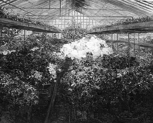 Serre d'azalées, 1910, Marie Antoinette Marcotte