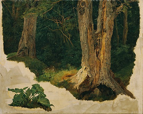 Baumstudie, , Ferdinand Georg Waldmüller