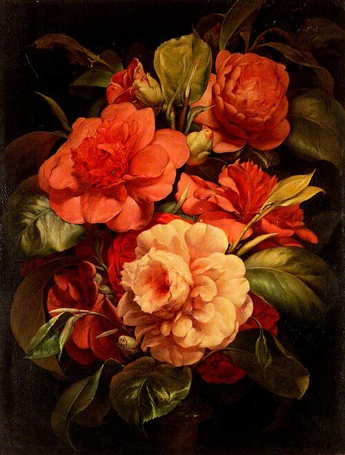 Camellias, 1850, John Charles Robinson