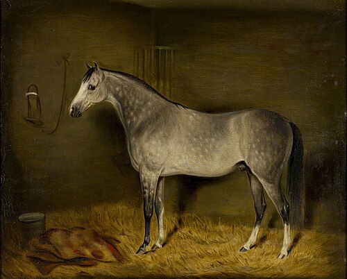 Arab Horse in a Loose Box, 1860, William Oliver