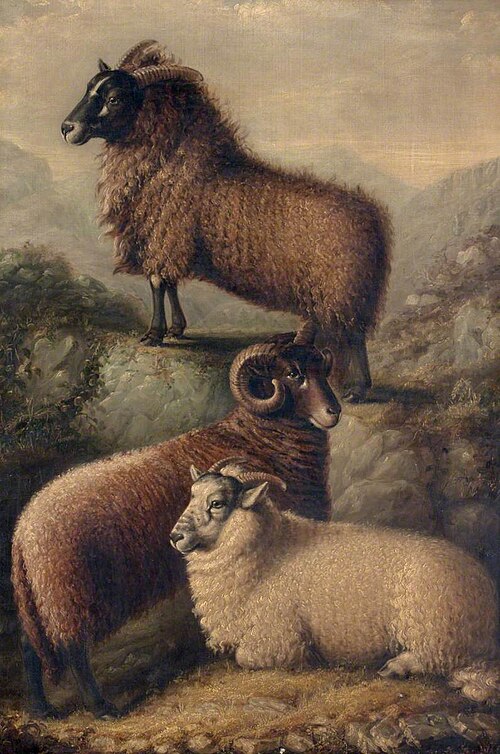 Three Welsh Sheep, 1835, William Shiels
