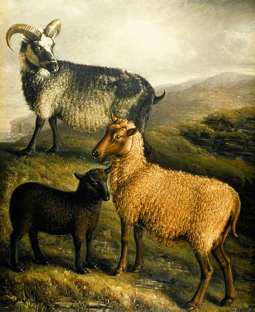 Orkney and Shetland Sheep, , William Shiels