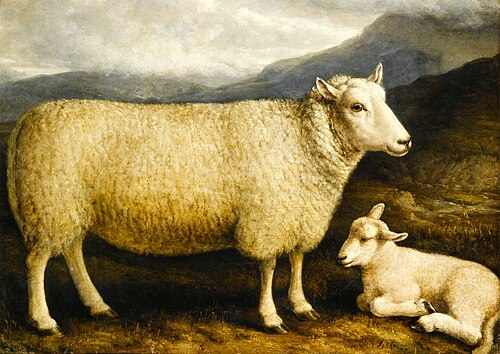 A Cheviot Lamb (from Attonburn, Roxburghshire), , William Shiels