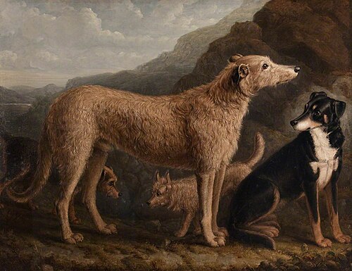 Four Dogs; a Collie from Tweedale, a Scots Deerhound, an Otter Terrier and a Scots Terrier, , William Shiels