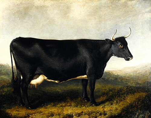 The Fifeshire Breed (also known as the Fife Horned Cow or Falkland Breed), , William Shiels
