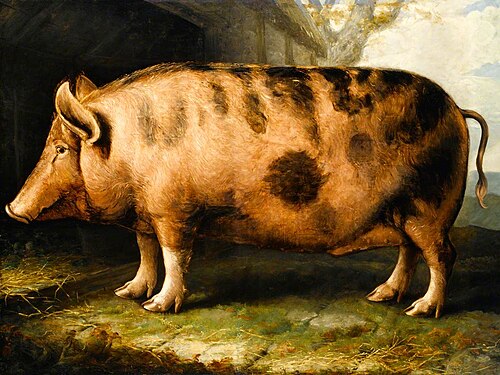 A Berkshire Pig, , William Shiels