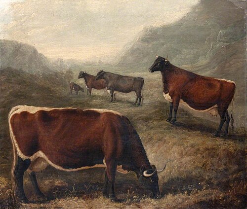 Five Glamorgan Cattle, , William Shiels