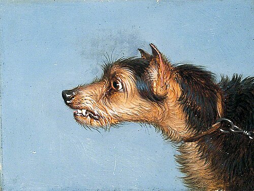 Head of a Terrier, , Martin Ward