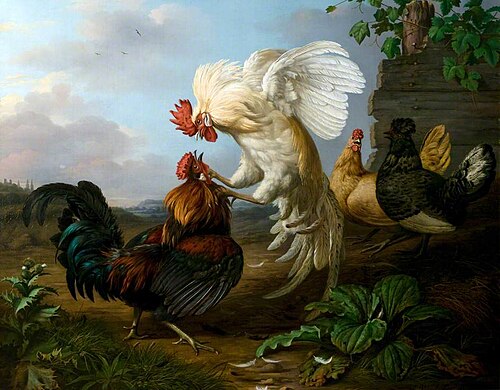 Cocks Fighting, , Henry Voordecker
