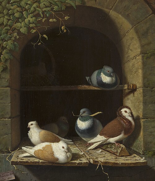 Pigeons, 1841, Henry Voordecker