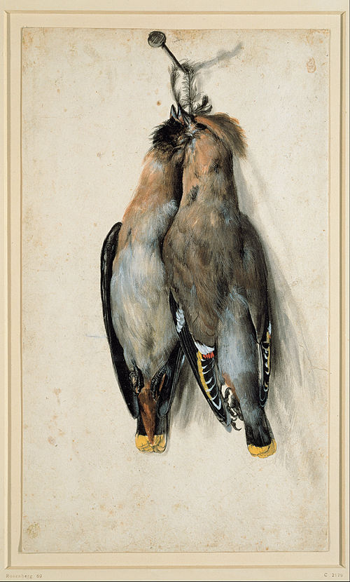 Two Dead Bohemian Waxwings, 1530, Lucas Cranach l'Ancien