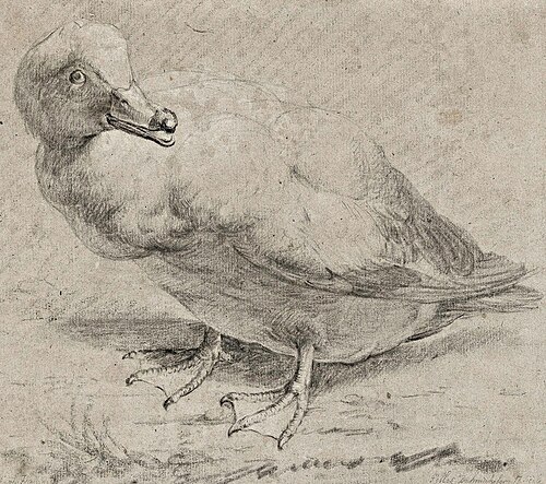 Kaczka, 1620, Gillis d'Hondecoeter