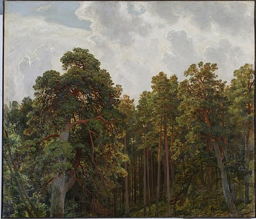 Tops of pines, 1895, Ivan Chichkine