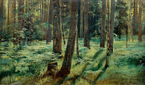 Ferns in the Forest. Siverskaya. Study, 1883, Ivan Chichkine