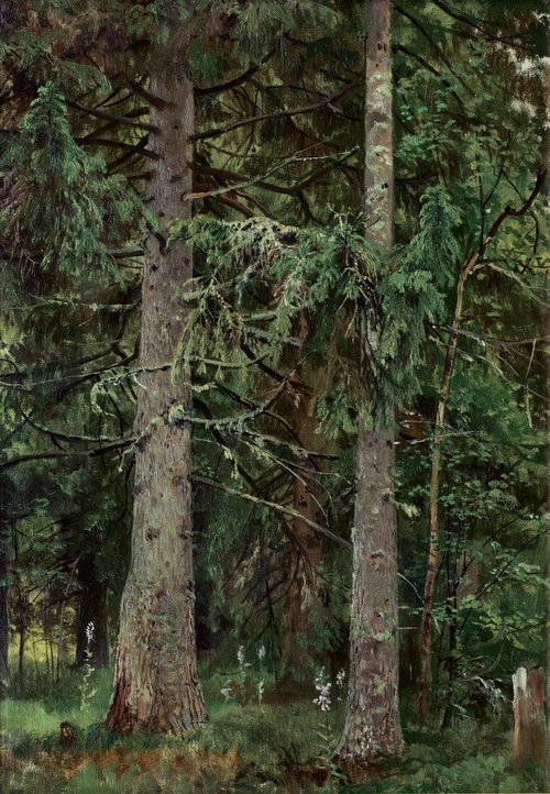 Spruce forest, 1889, Ivan Chichkine