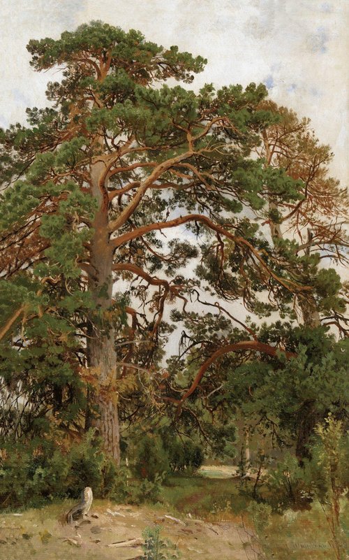 Landscape with pine, 1890, Ivan Shishkin